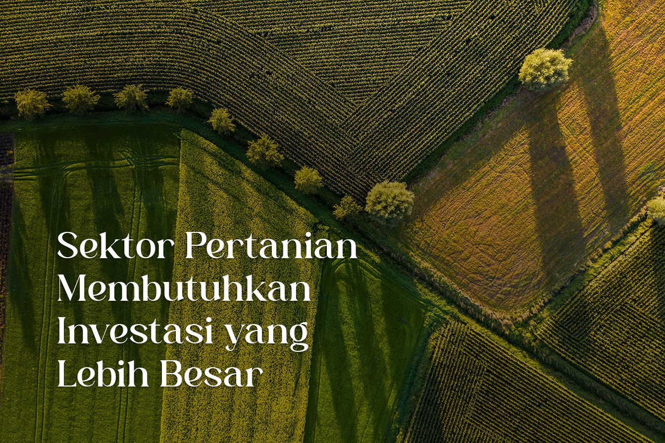 Sektor Pertanian Membutuhkan Investasi yang Lebih Besar